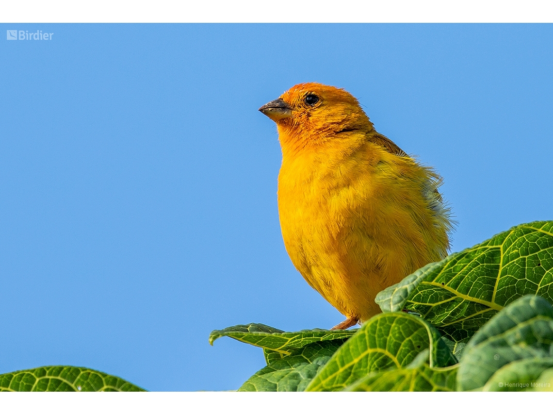 Sicalis flaveola