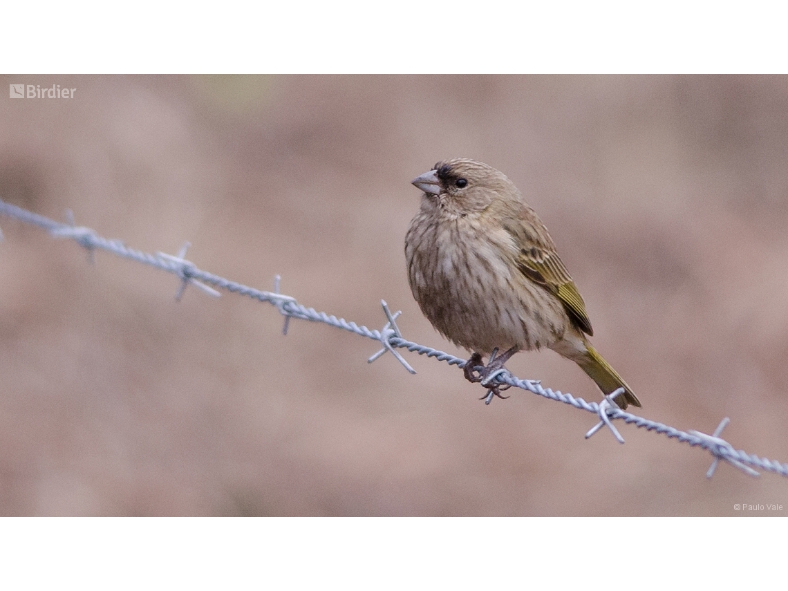 Sicalis flaveola
