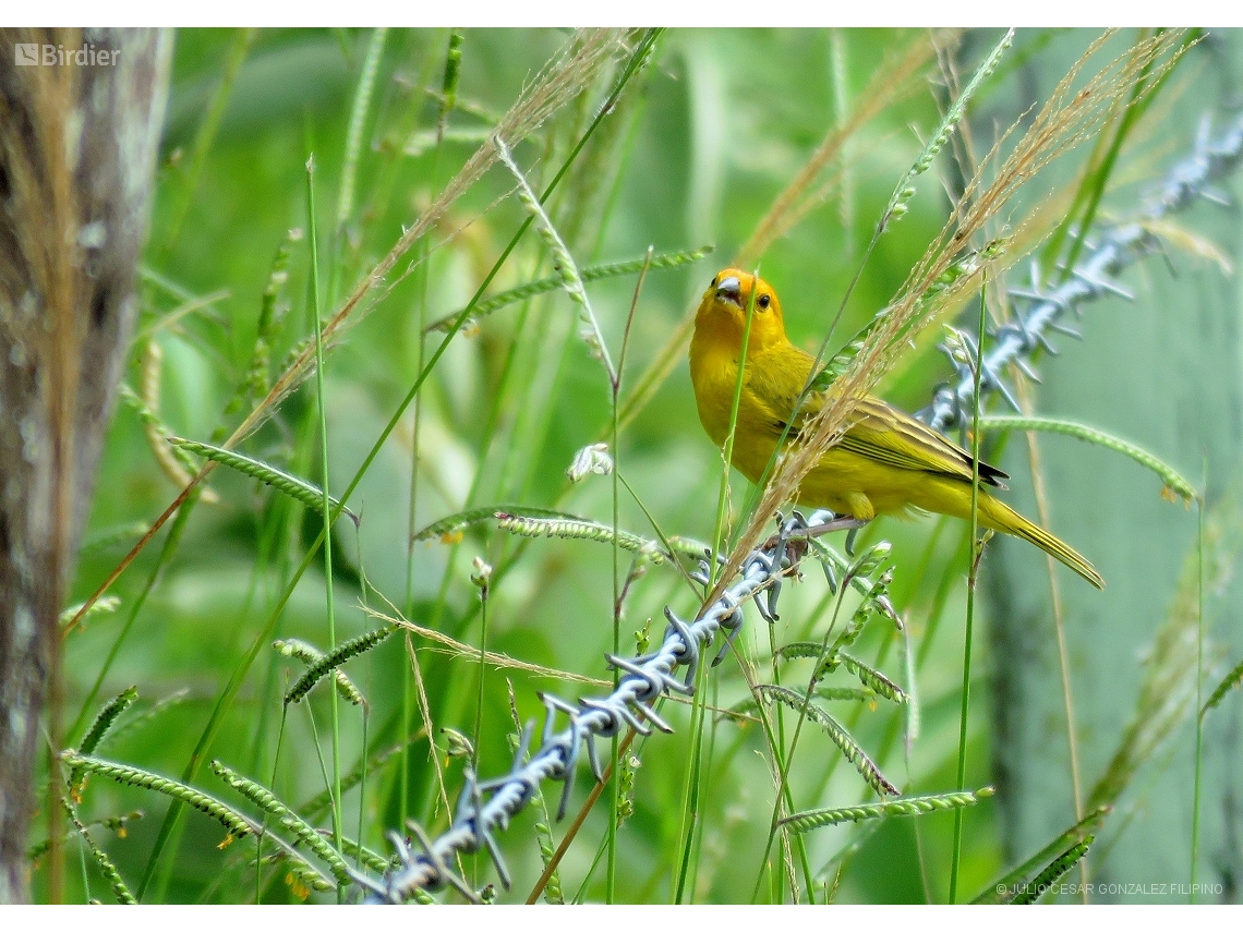 Sicalis flaveola