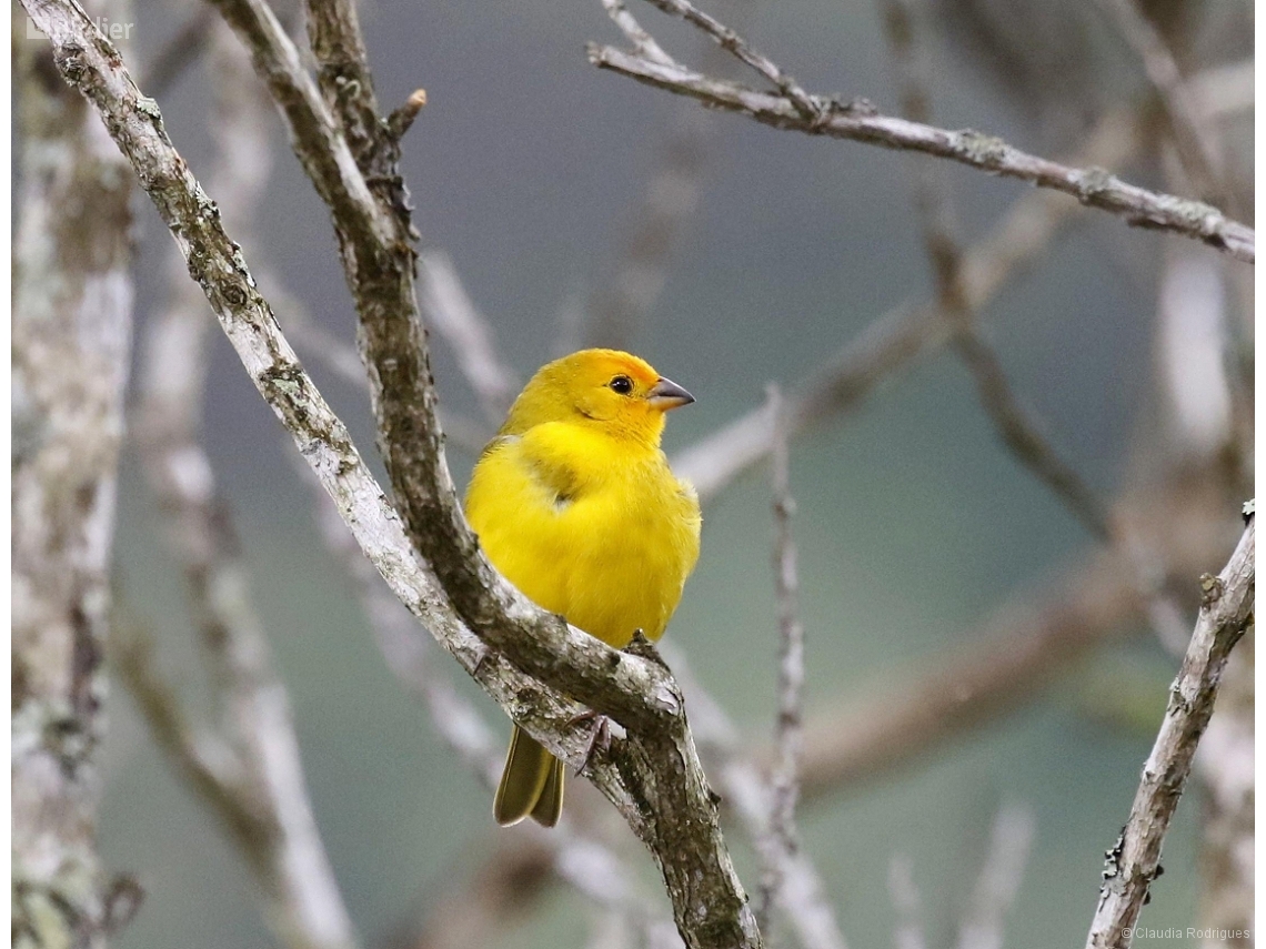Sicalis flaveola