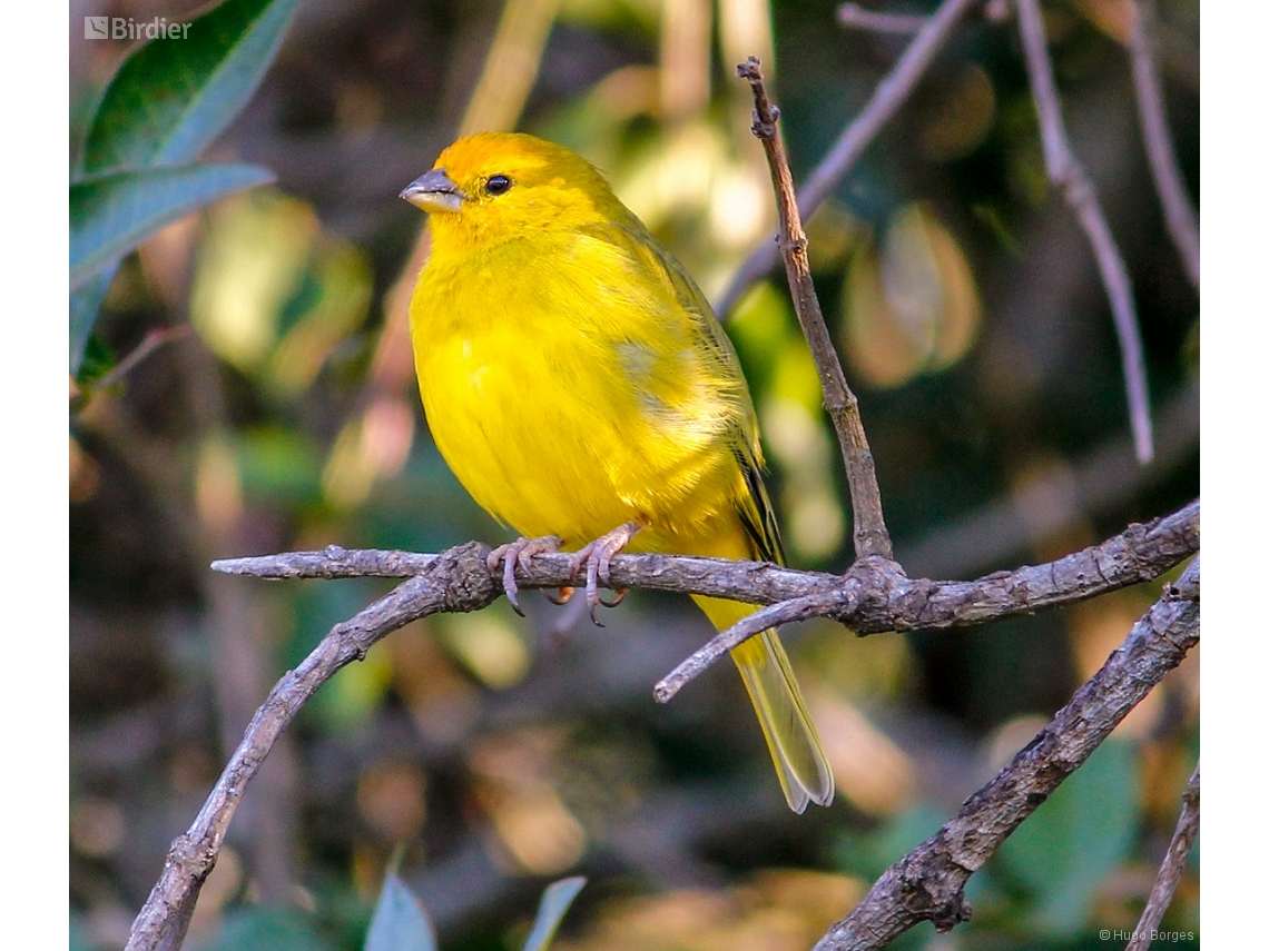 Sicalis flaveola