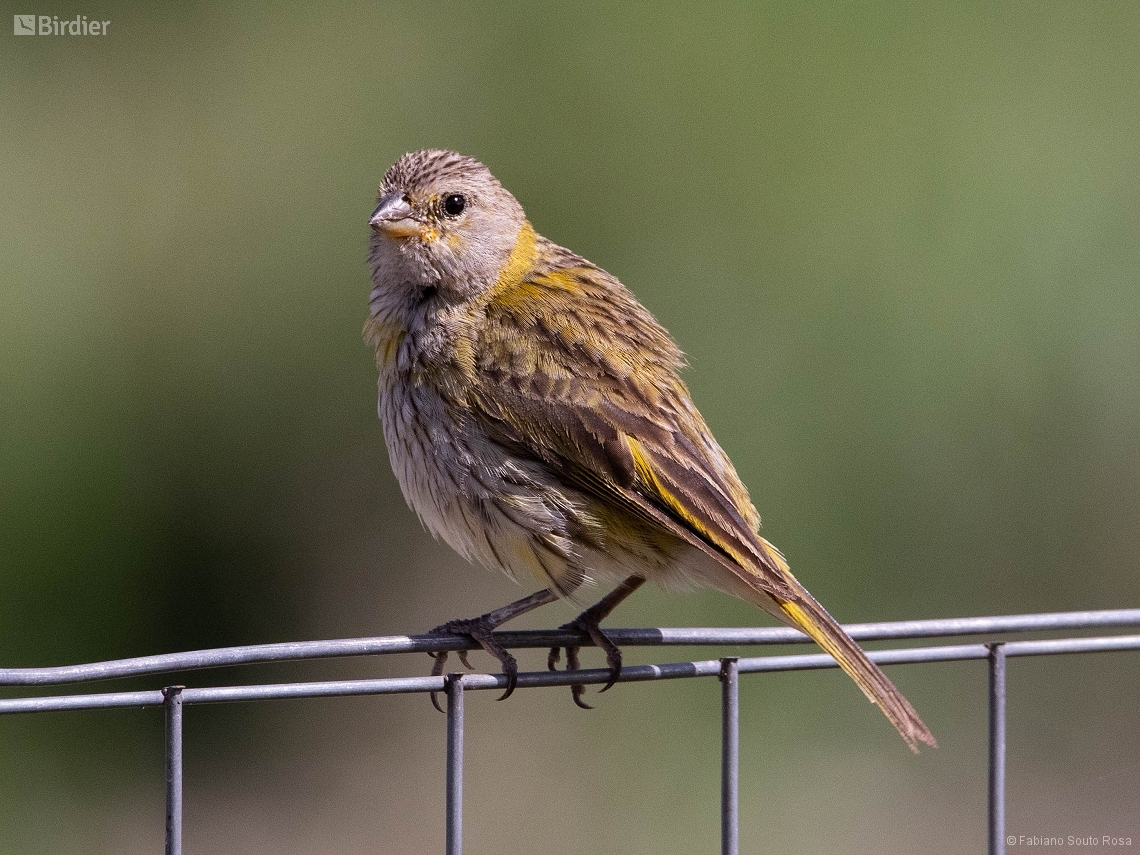 Sicalis flaveola