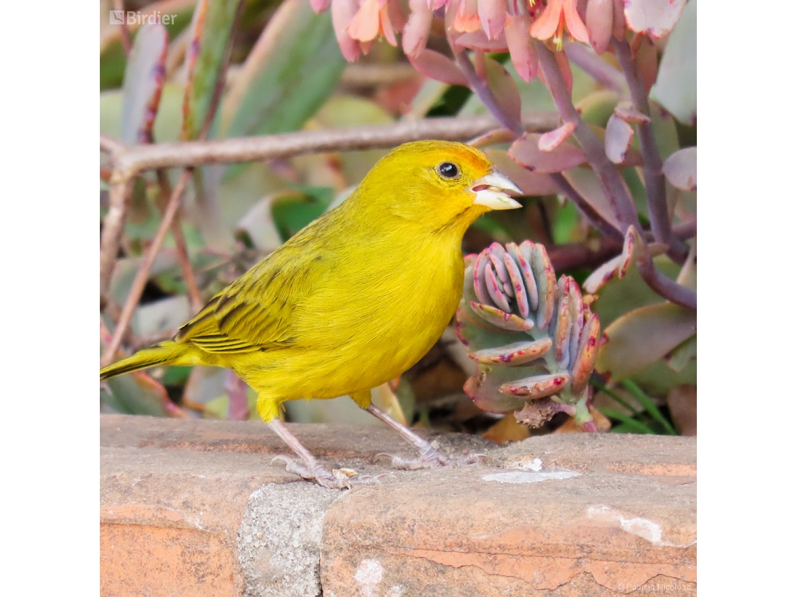 Sicalis flaveola