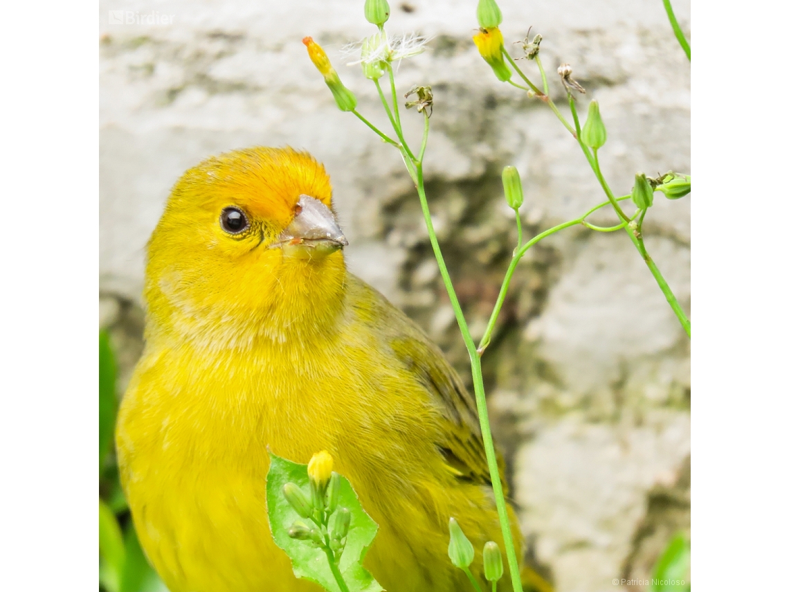 Sicalis flaveola