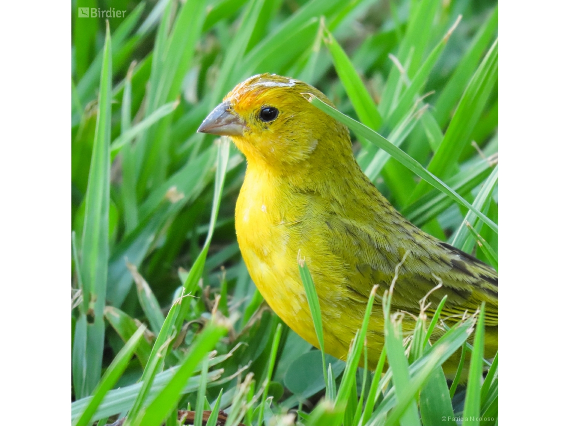 Sicalis flaveola