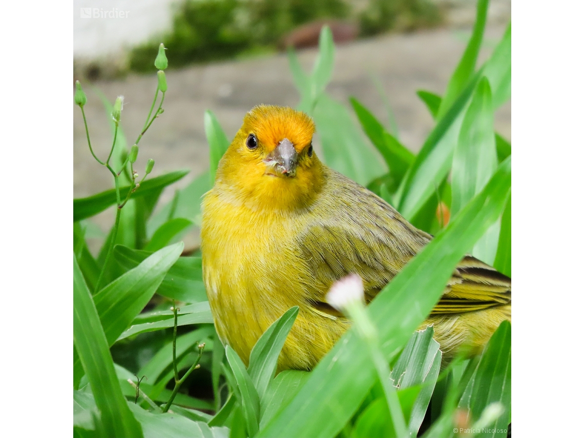 Sicalis flaveola