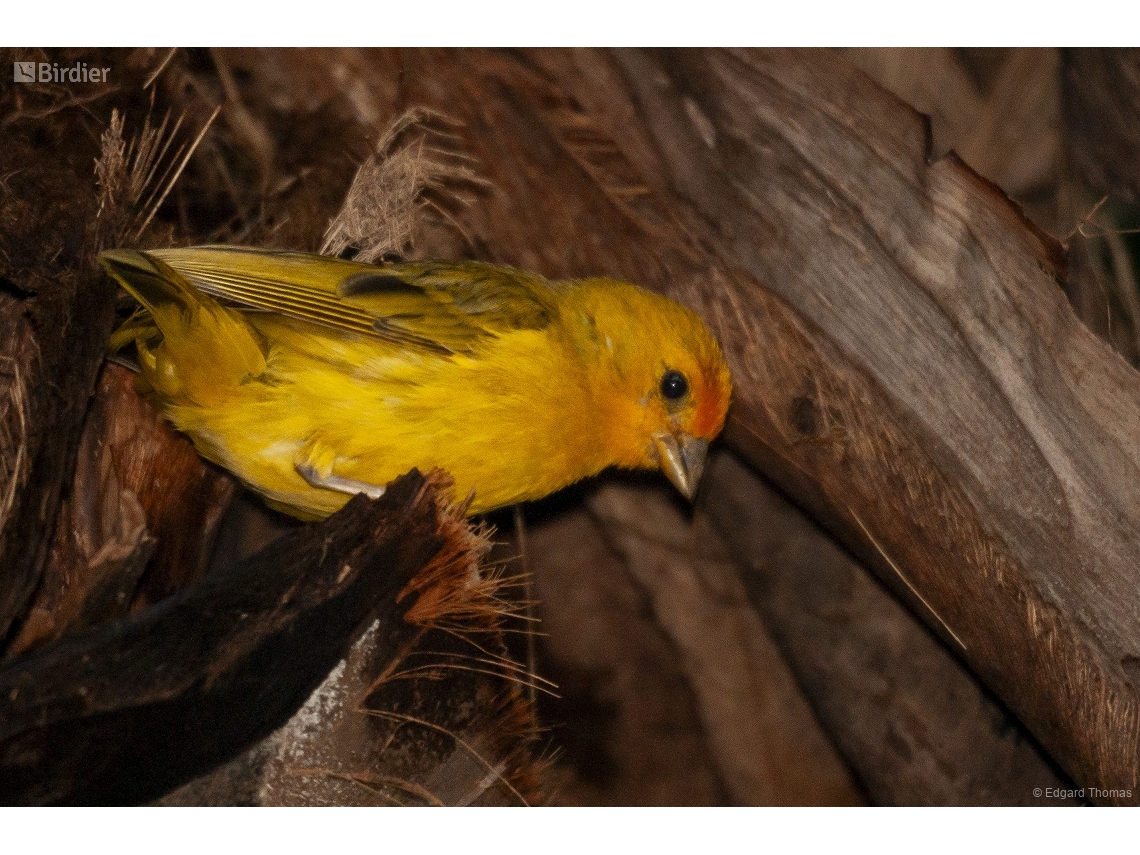Sicalis flaveola
