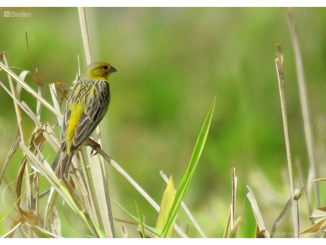 Sicalis luteola