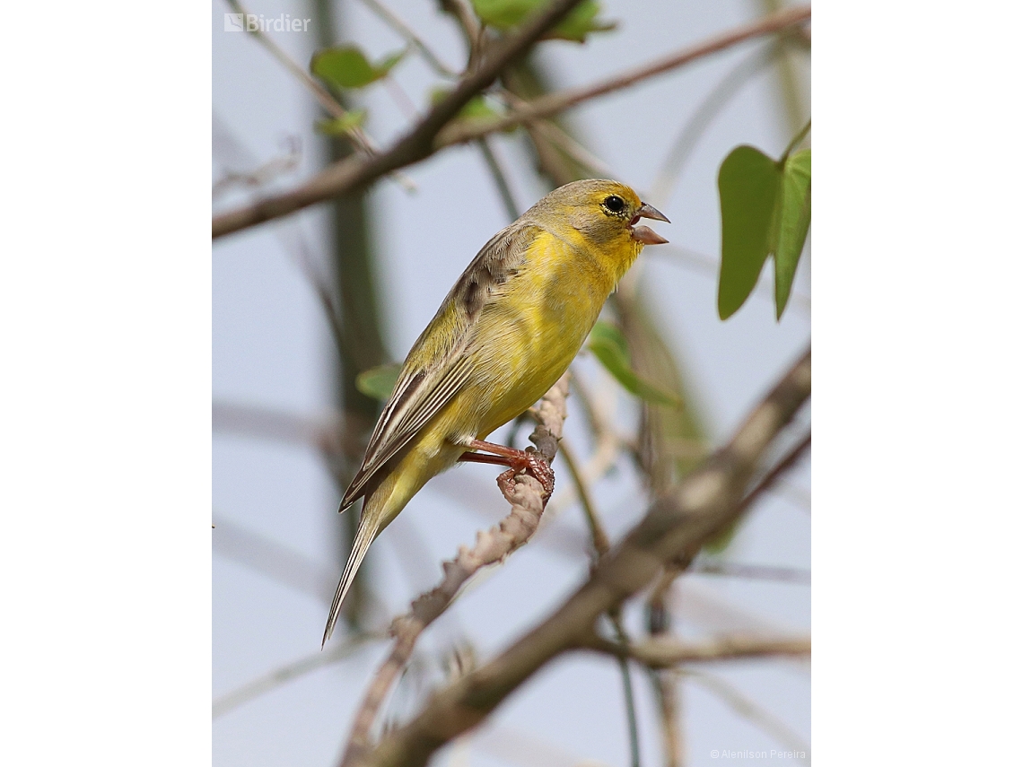 Sicalis luteola