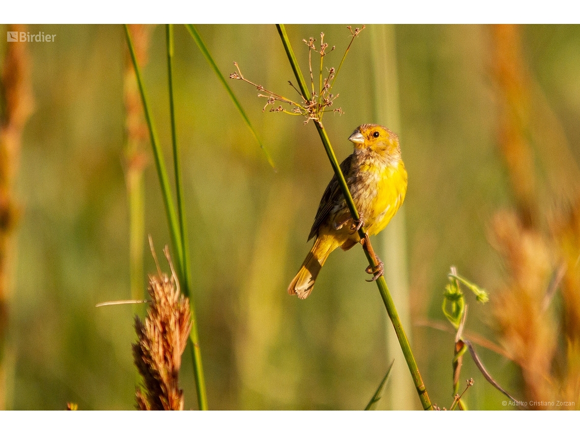 Sicalis luteola