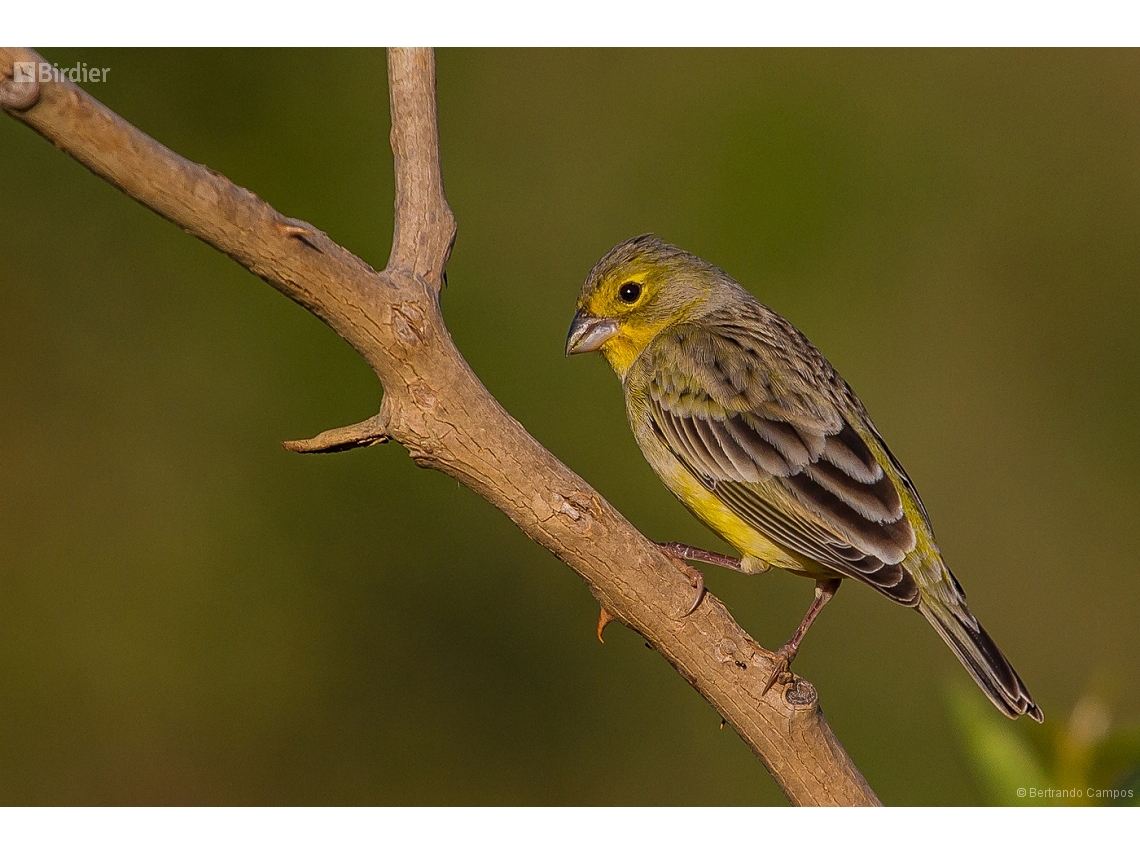 Sicalis luteola