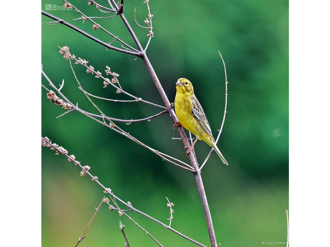 Sicalis luteola