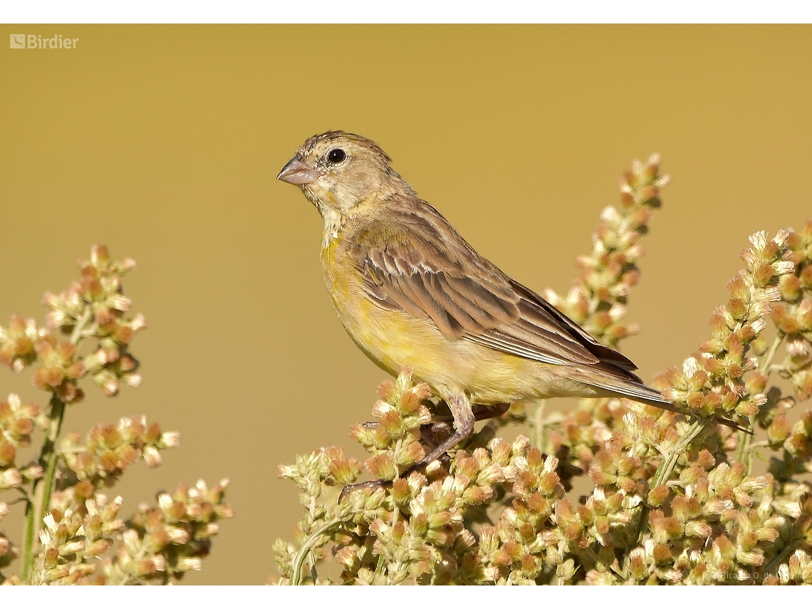 Sicalis luteola