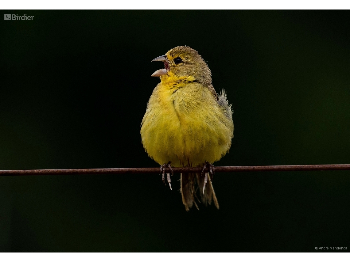 Sicalis luteola