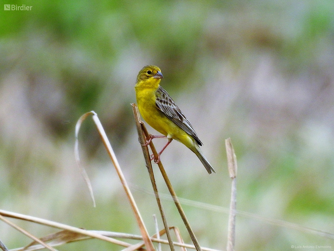 Sicalis luteola