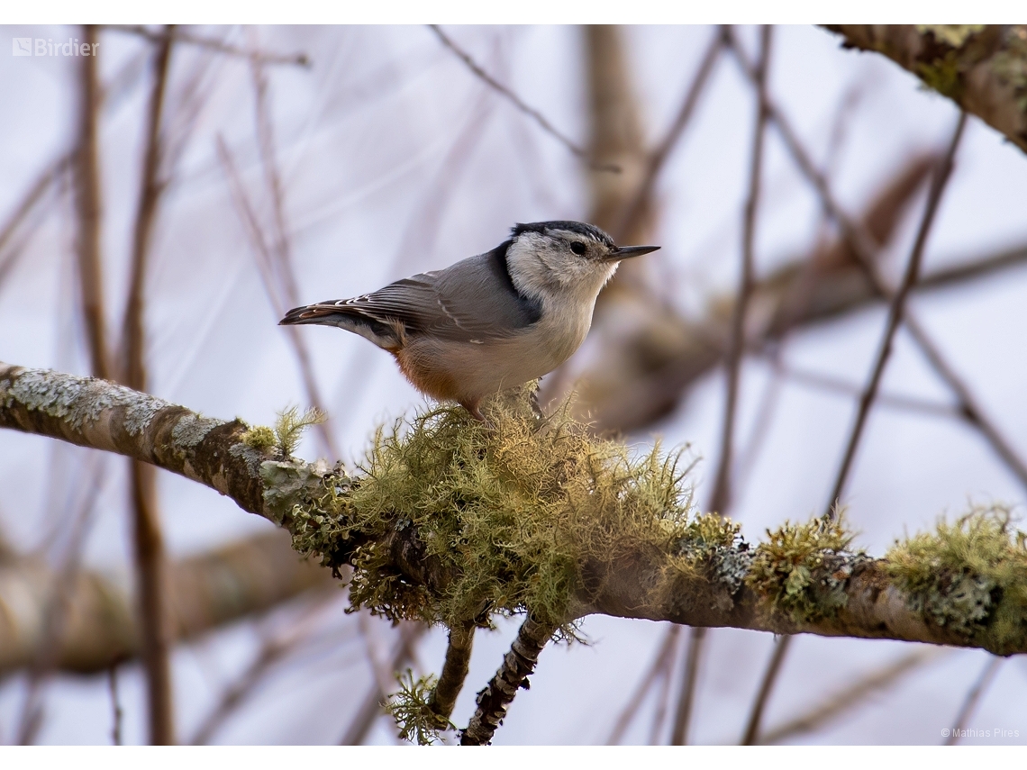 Sitta canadensis