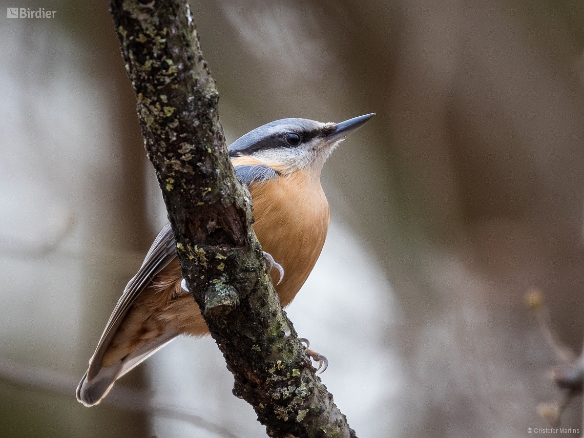 Sitta europaea