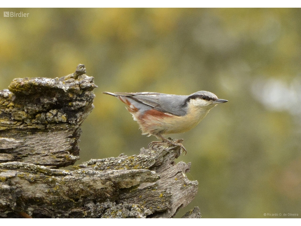 Sitta europaea