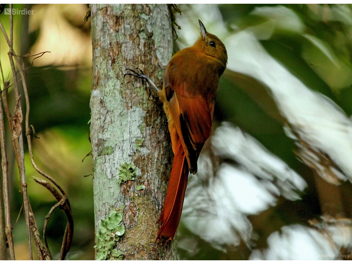 Sittasomus griseicapillus