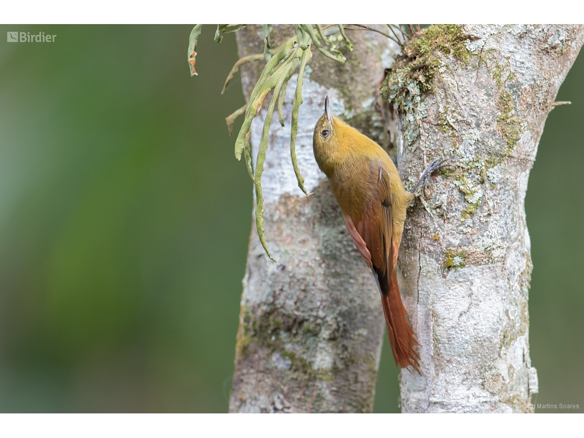 Sittasomus griseicapillus