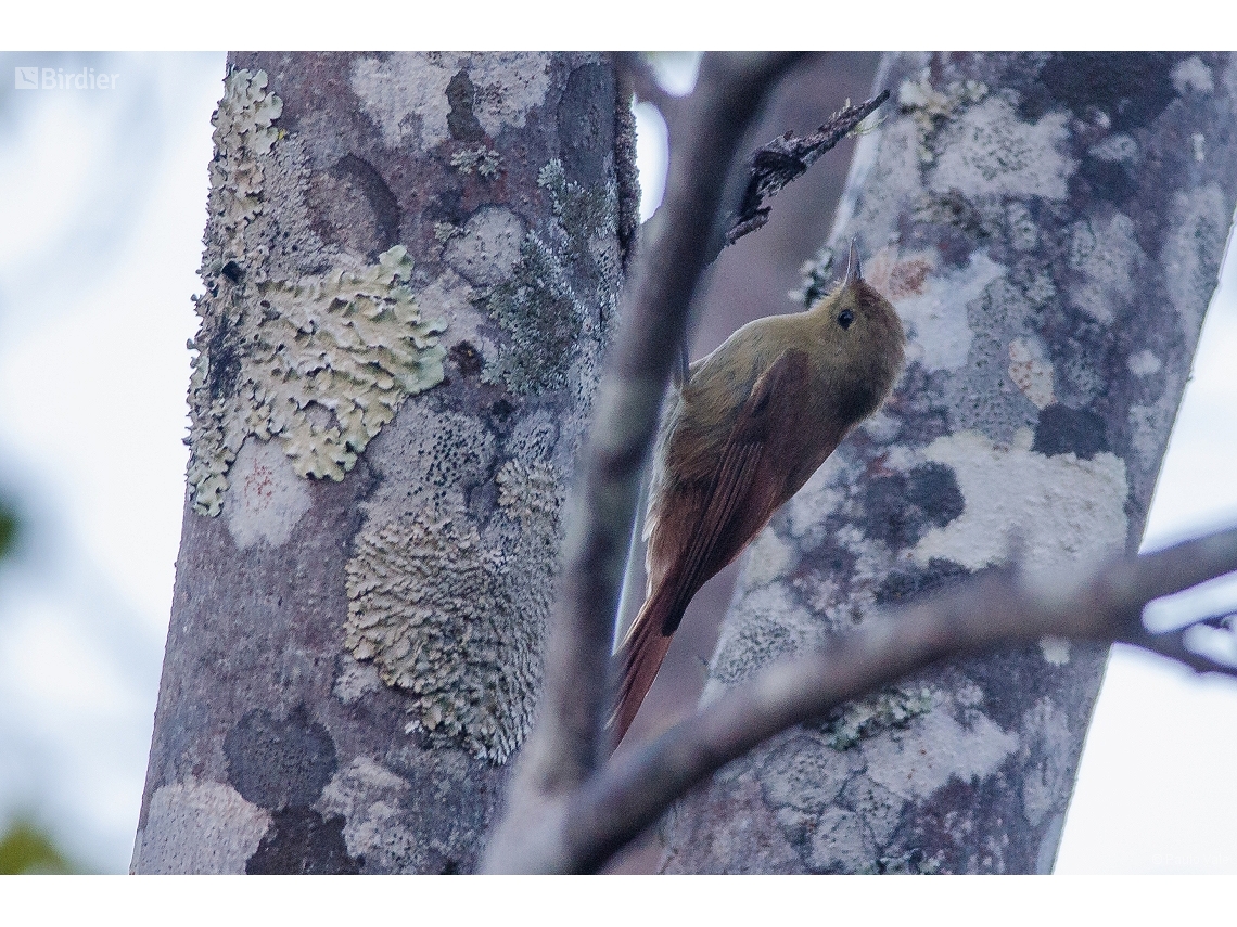Sittasomus griseicapillus