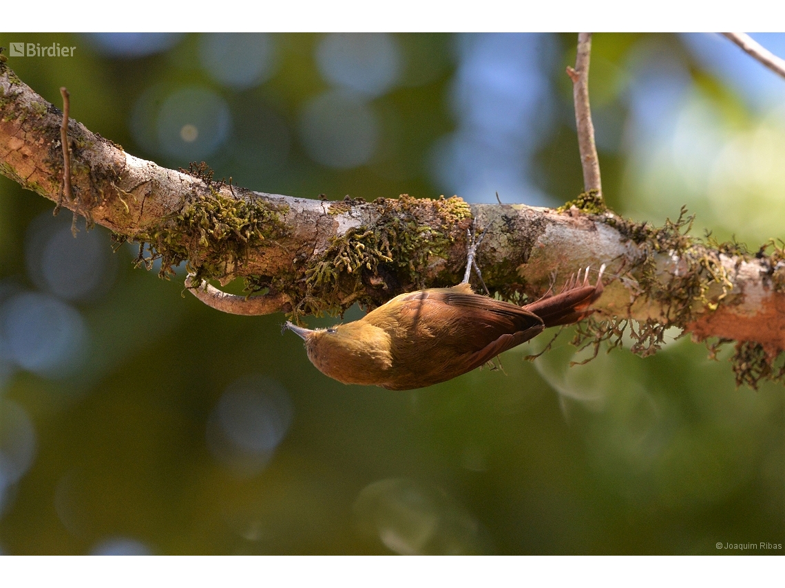 Sittasomus griseicapillus
