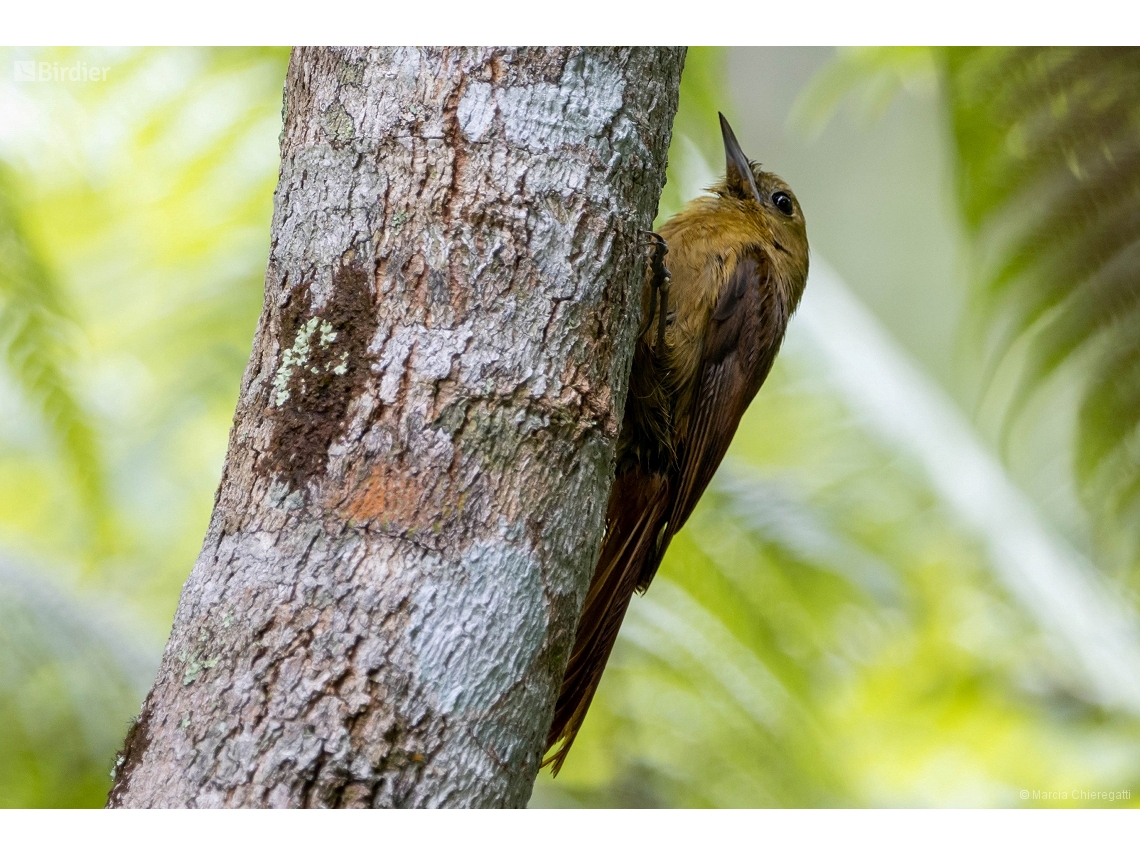 Sittasomus griseicapillus