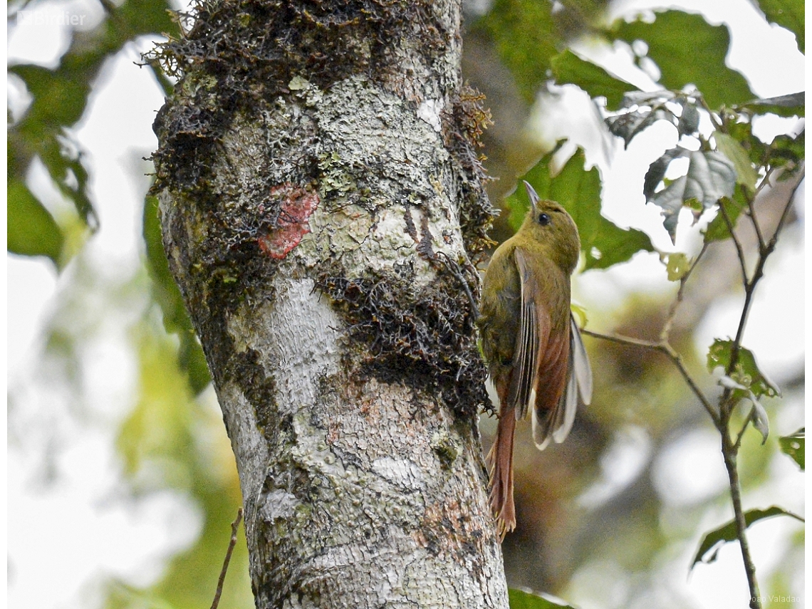 Sittasomus griseicapillus