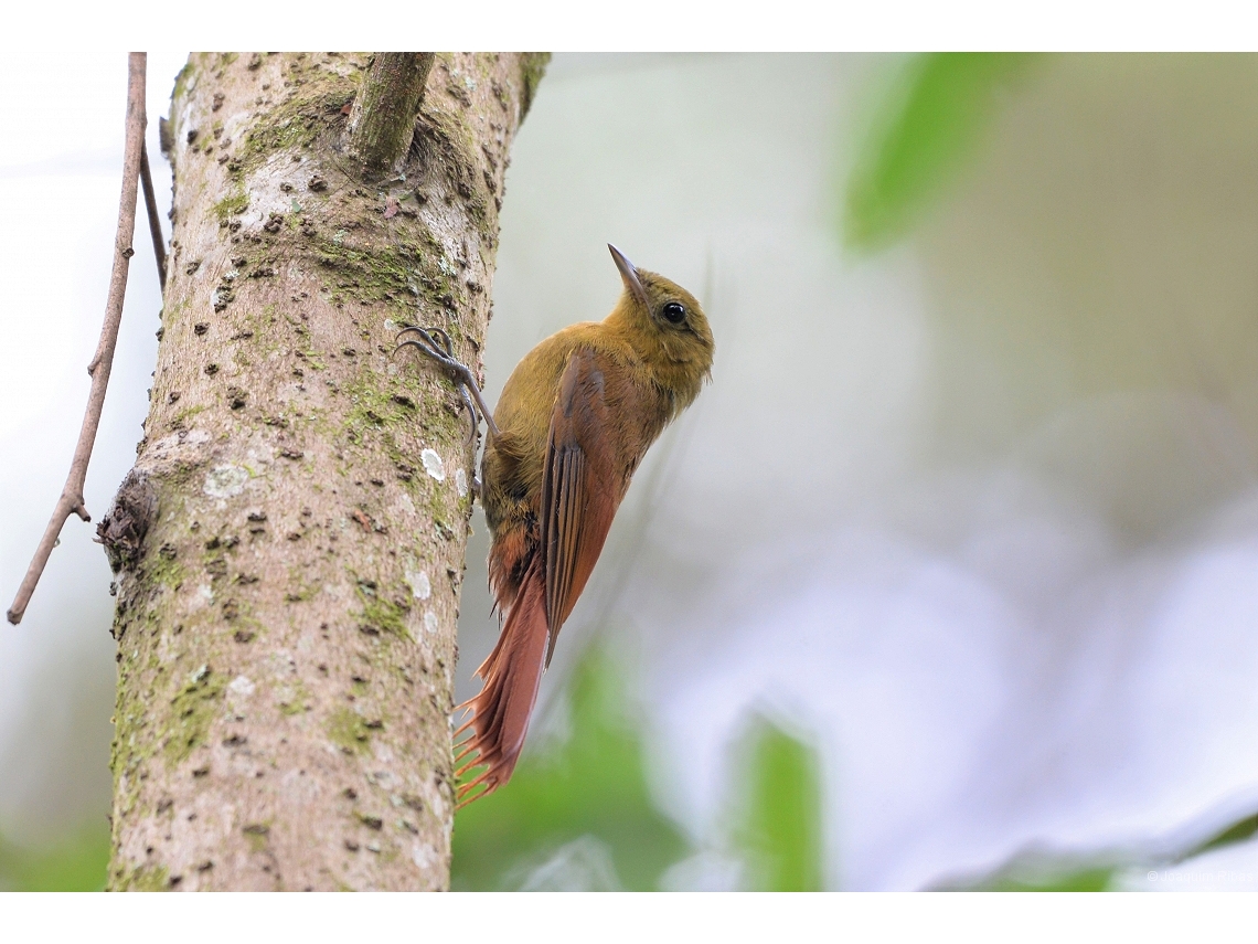 Sittasomus griseicapillus