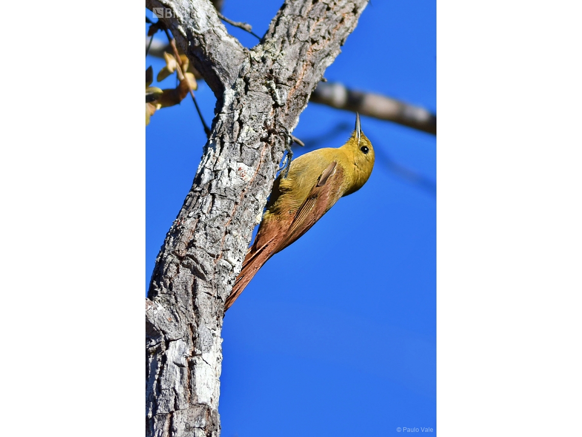 Sittasomus griseicapillus