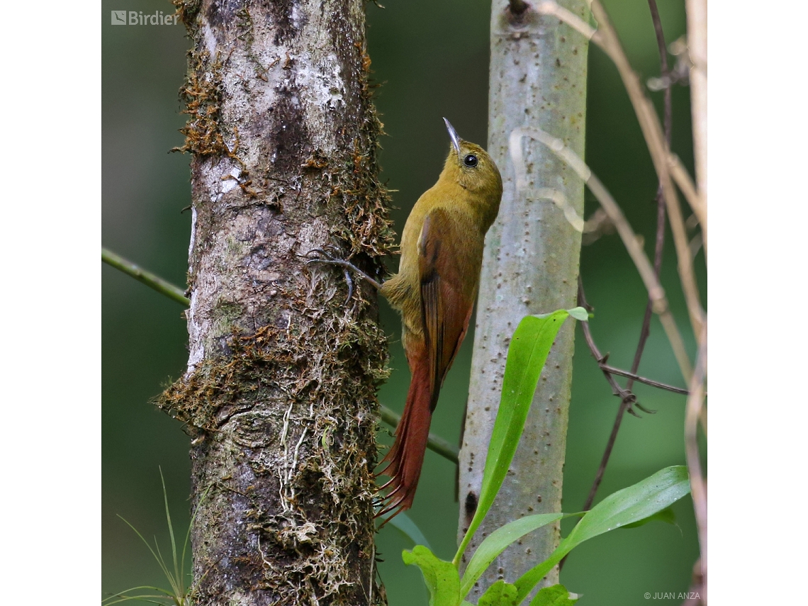 Sittasomus griseicapillus