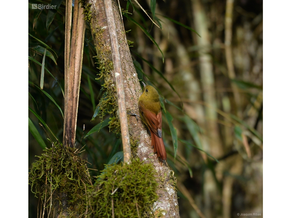 Sittasomus griseicapillus
