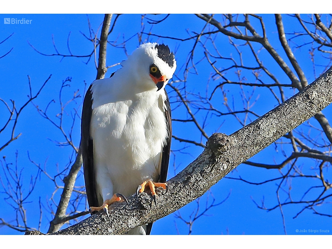 Spizaetus melanoleucus