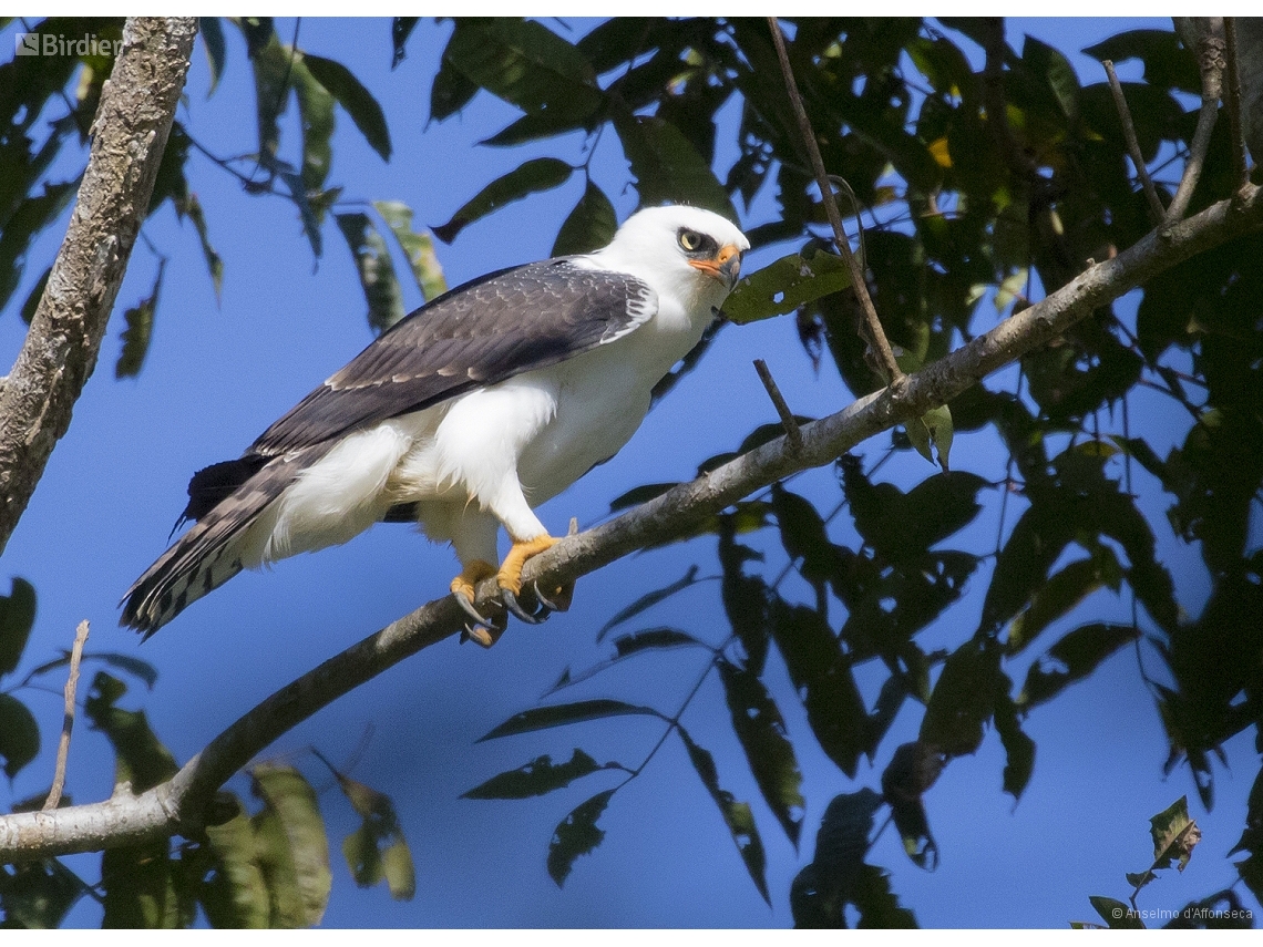 Spizaetus melanoleucus