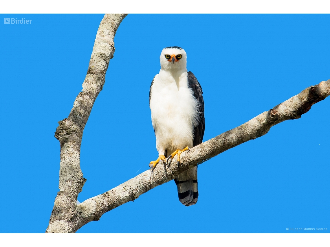 Spizaetus melanoleucus
