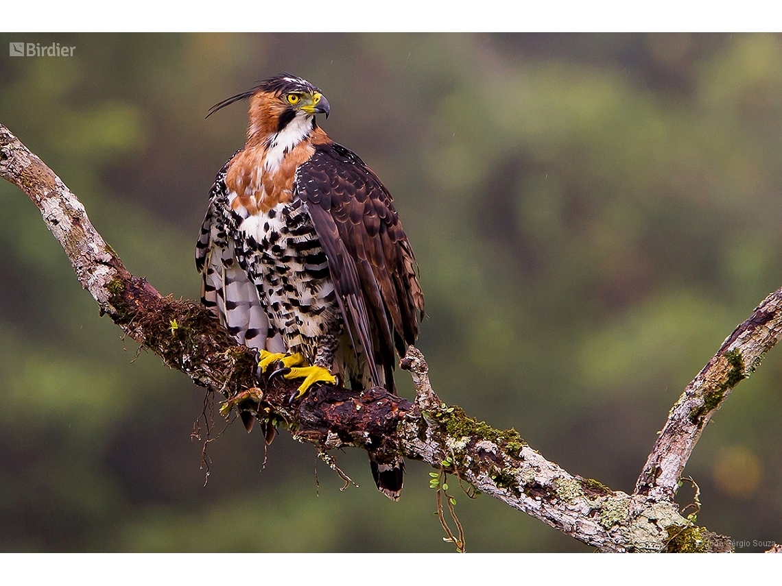 Spizaetus ornatus