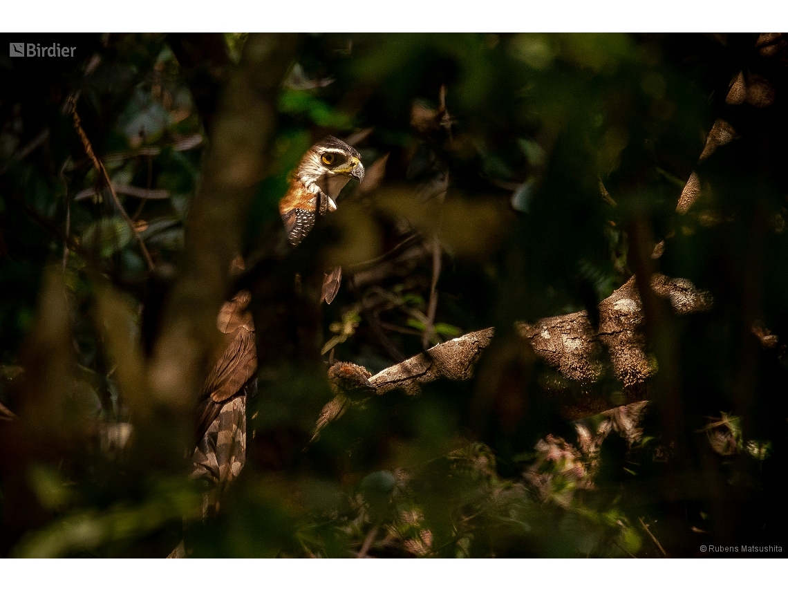 Spizaetus ornatus