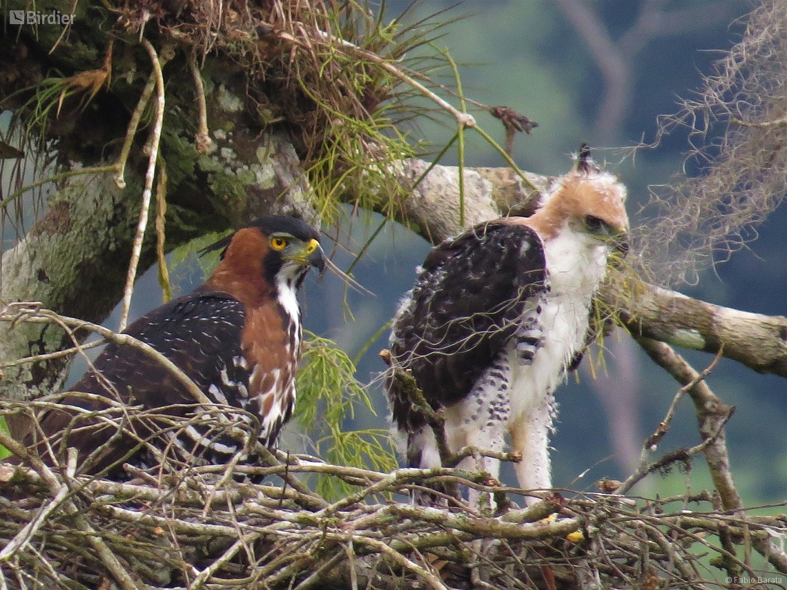 Spizaetus ornatus