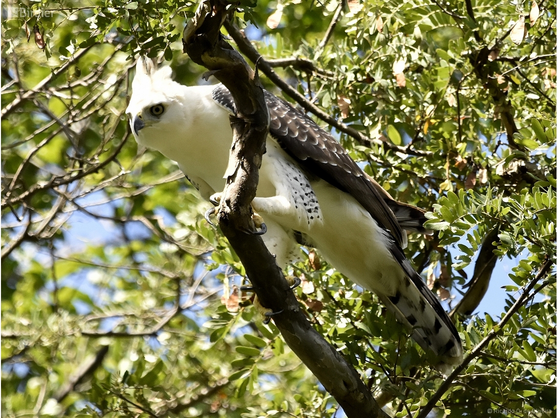 Spizaetus ornatus