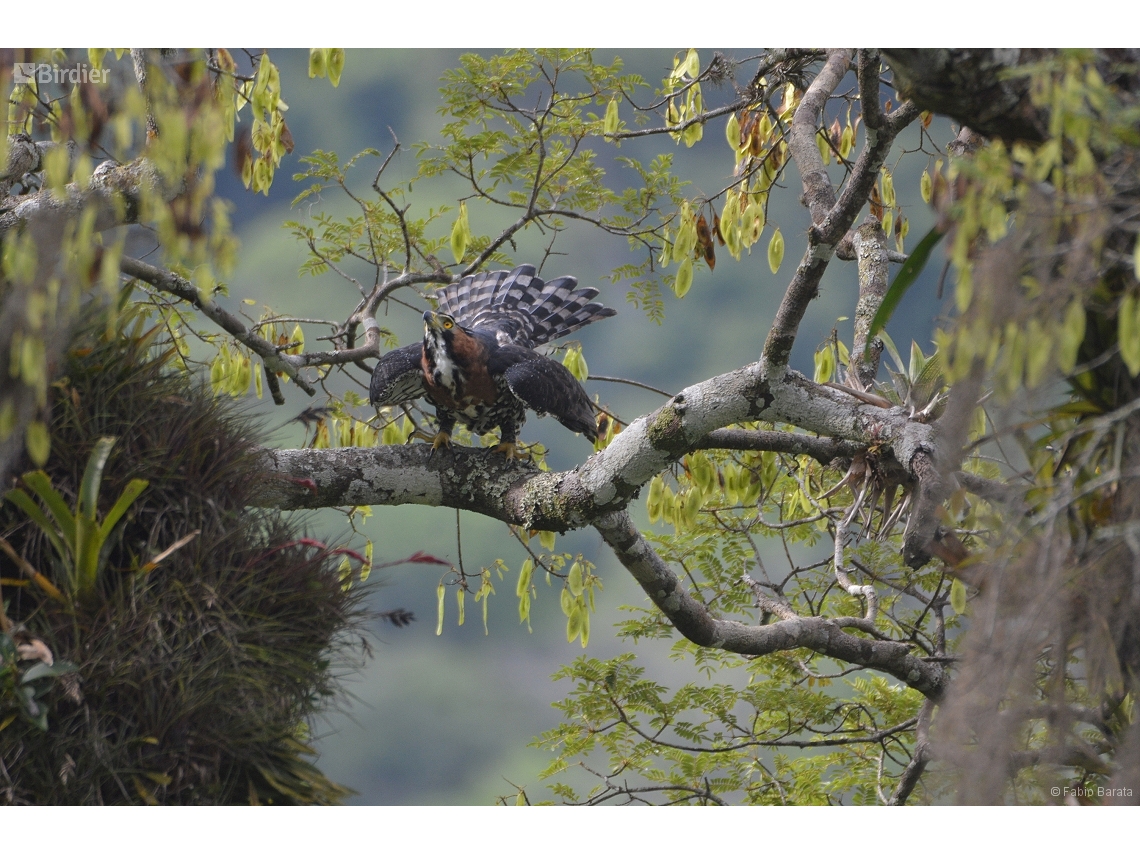 Spizaetus ornatus