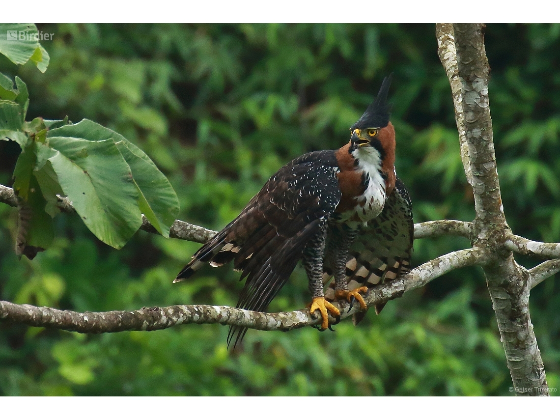 Spizaetus ornatus