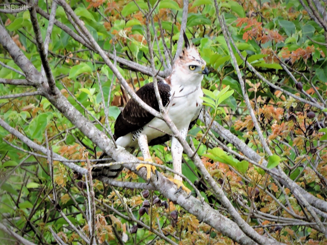 Spizaetus ornatus