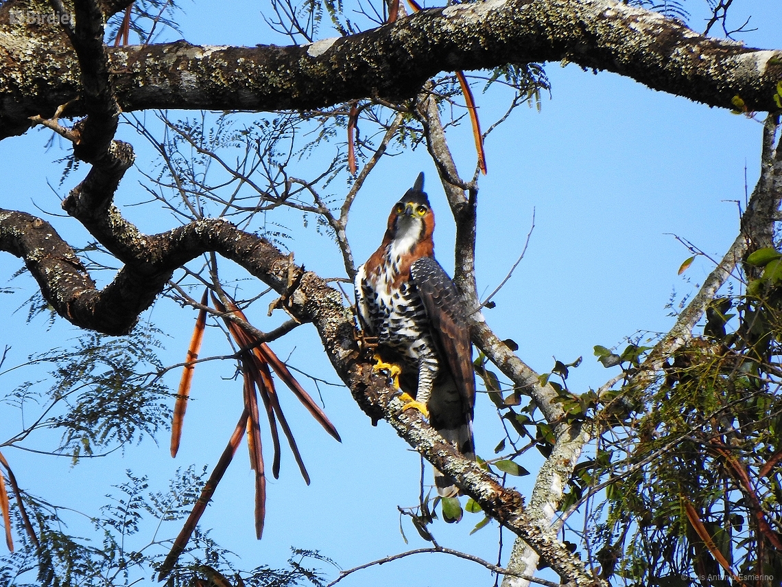 Spizaetus ornatus