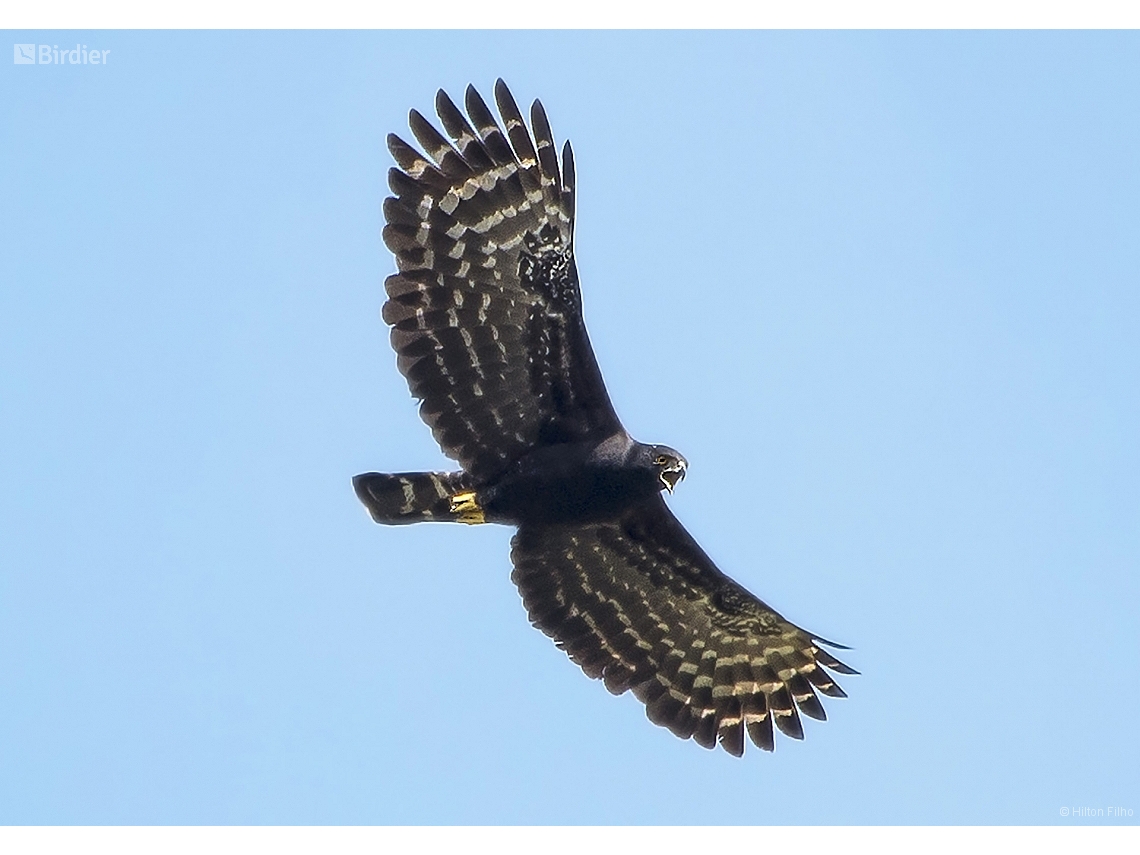 Spizaetus tyrannus