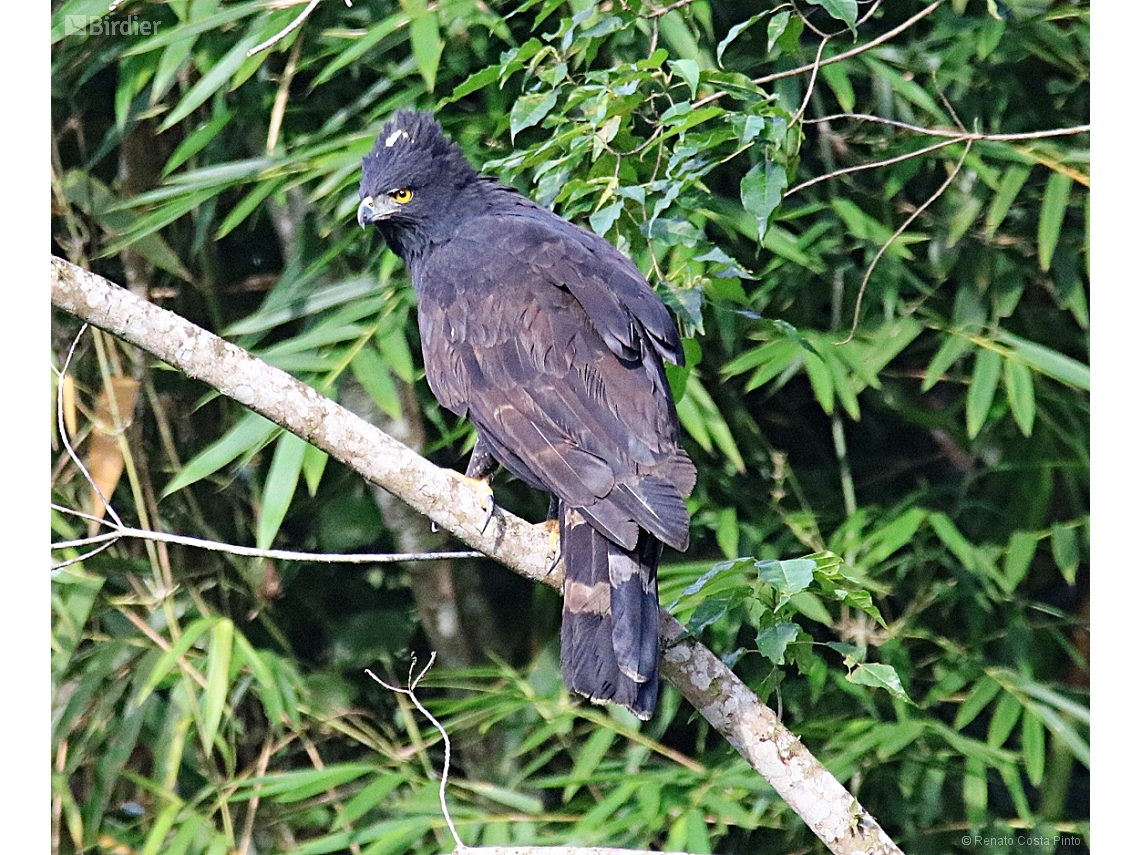 Spizaetus tyrannus