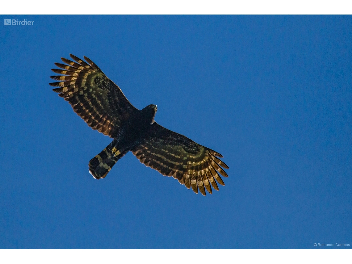 Spizaetus tyrannus