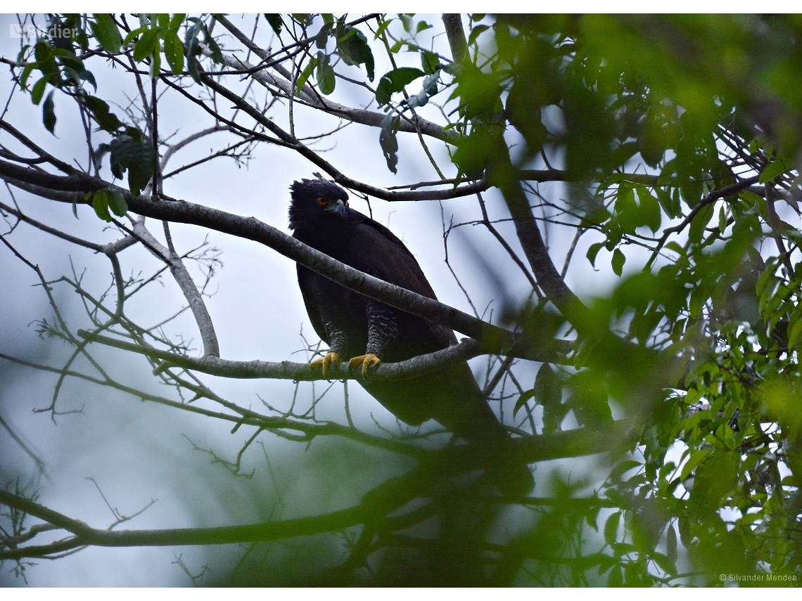 Spizaetus tyrannus