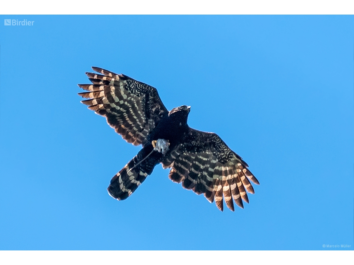 Spizaetus tyrannus