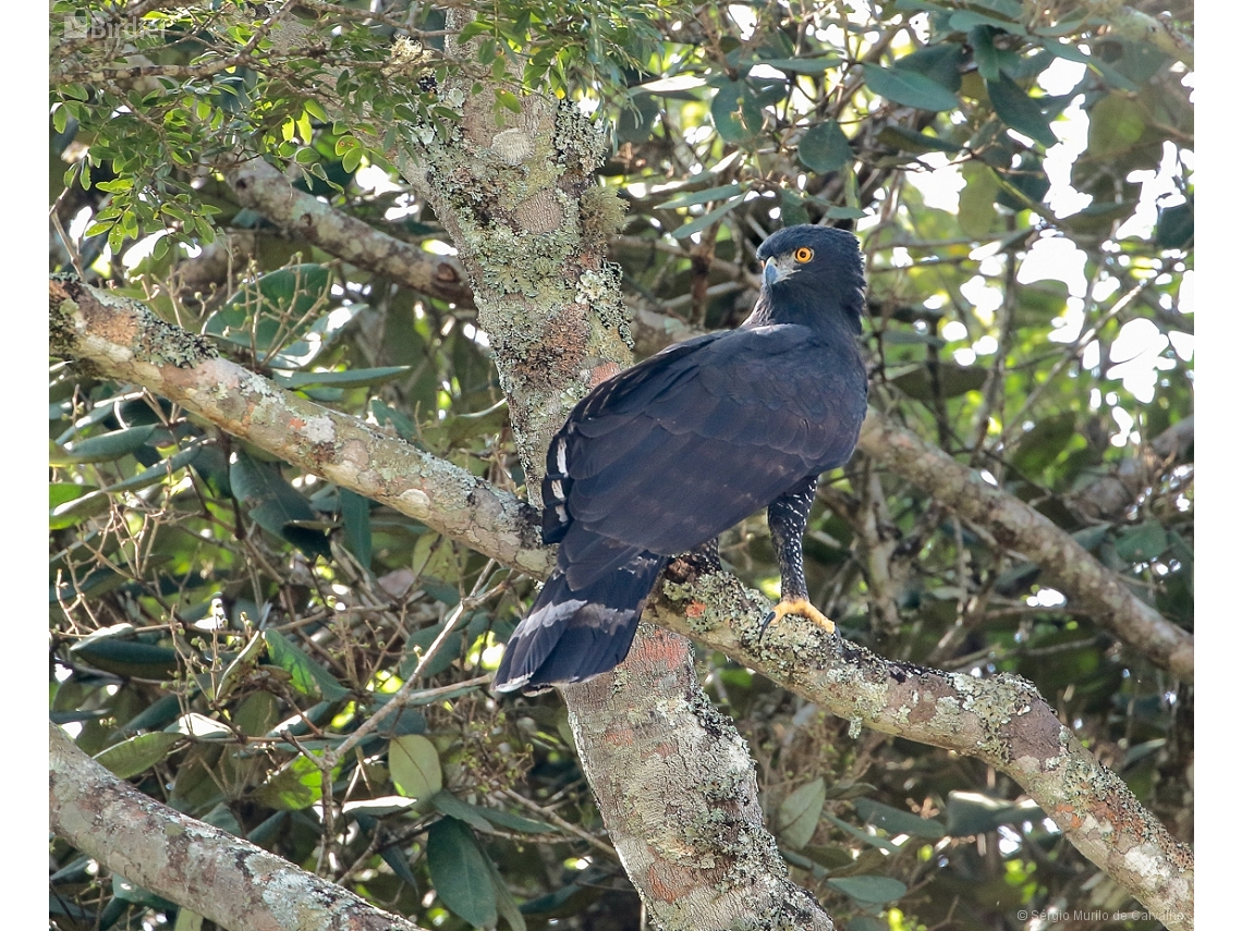 Spizaetus tyrannus