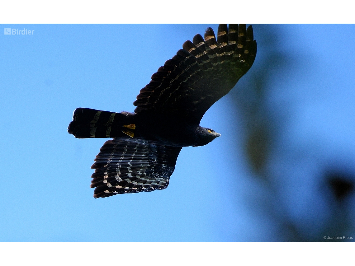 Spizaetus tyrannus